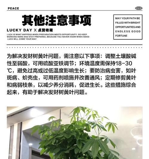 盆栽植物叶子发黄卷曲怎么办？