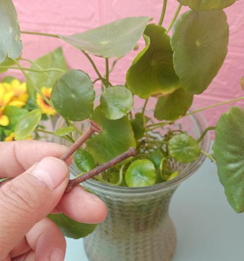 盆栽植物叶子发黄卷曲怎么办？