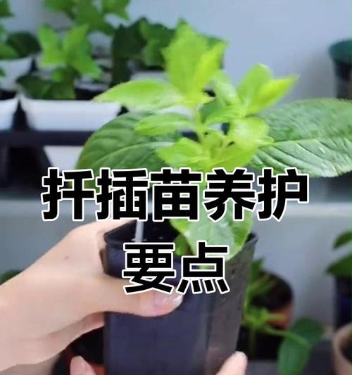 扦插玫瑰盆景的养护要点有哪些？
