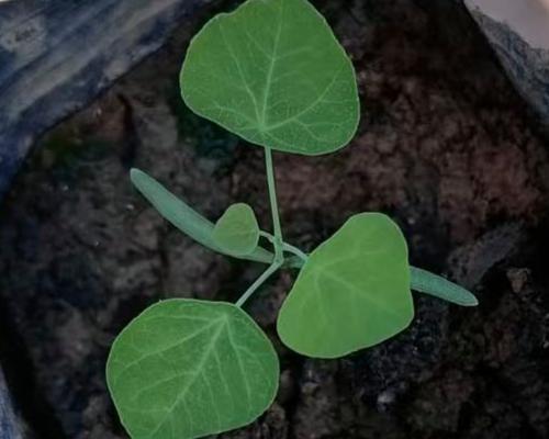 粉防己的最佳播种时间是什么时候？