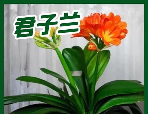 如何挑选高品质的君子兰？