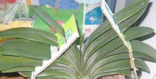 君子兰叶片不整齐如何矫正？有哪些方法？