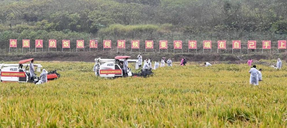上海水稻的播种方式有哪些？