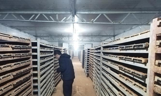上海水稻的播种方式有哪些？