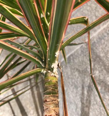 刺梅叶子发黄且有白色虫子怎么办？如何防治？