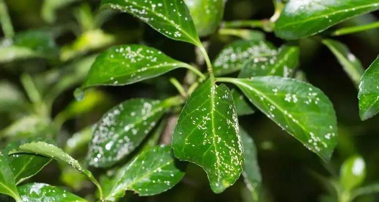 刺梅叶子发黄且有白色虫子怎么办？如何防治？