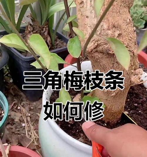 三角梅熟桩大盆修剪技巧是什么？