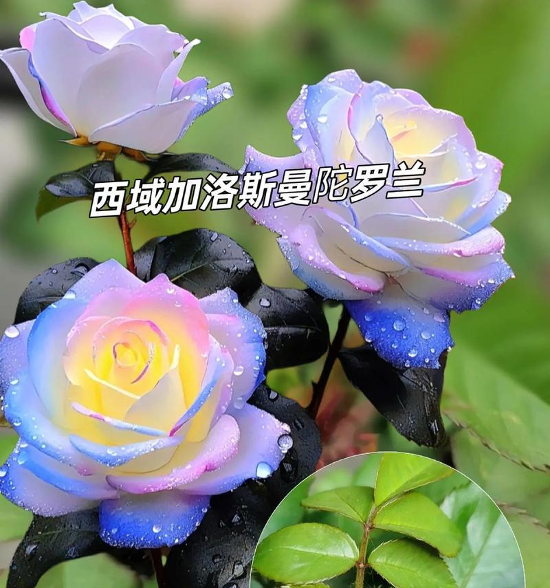 各种野生稀有花卉有哪些？如何在家中栽培和养护？