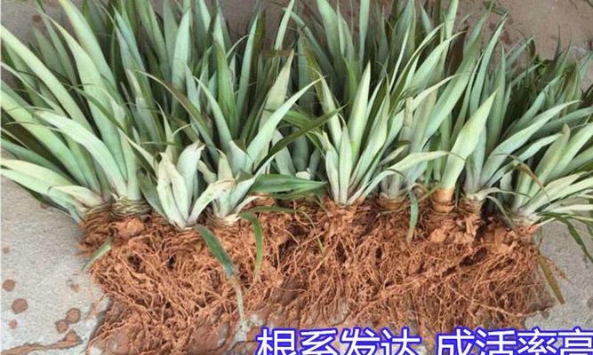 菠萝果树盆景修剪技巧？如何修剪以促进生长？