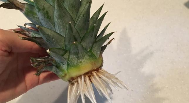 菠萝果树盆景修剪技巧？如何修剪以促进生长？