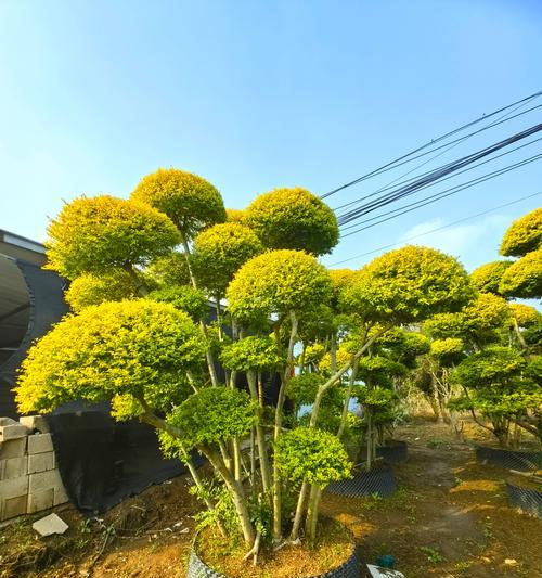 圆林观赏植物有哪些？它们各自的特点是什么？