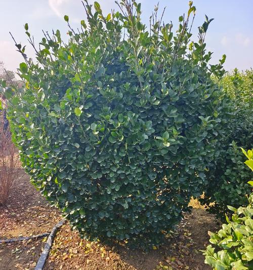 圆林观赏植物有哪些？它们各自的特点是什么？