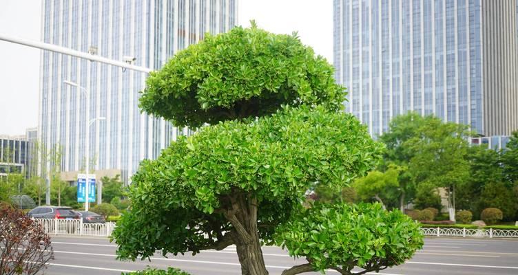 圆林观赏植物有哪些？它们各自的特点是什么？