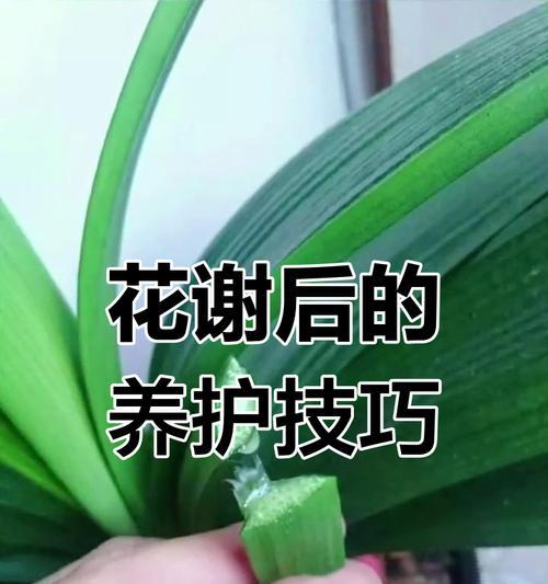 君子兰种球如何正确挖掘？步骤是什么？