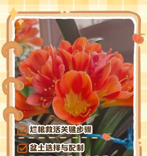 君子兰种球如何正确挖掘？步骤是什么？