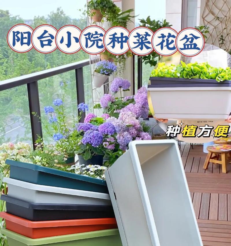 水盆阳台适合种植哪些花卉？