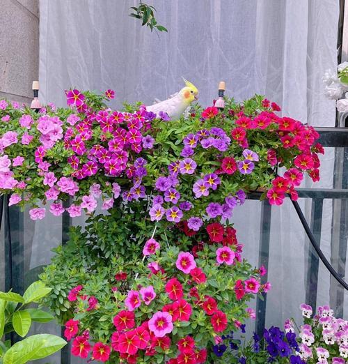 水盆阳台适合种植哪些花卉？