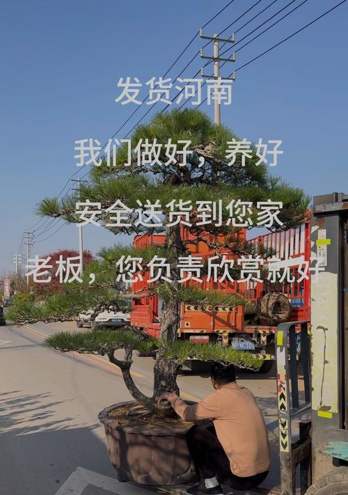 老盆口铁树盆景的正确养护方法是什么？