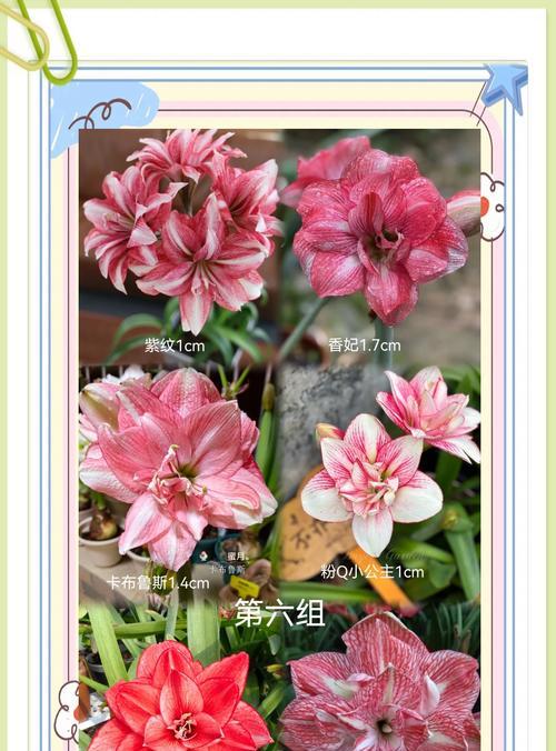 三厘米朱顶红种球特征是什么？