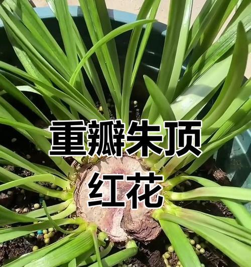 三厘米朱顶红种球特征是什么？