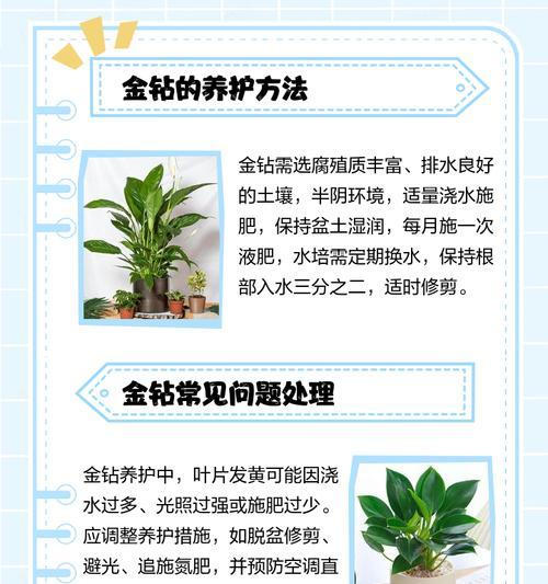 金钻绿植叶子发黄怎么回事？可能的原因和解决方法是什么？
