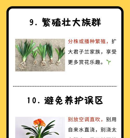 君子兰塑形时如何挑选优质植株？