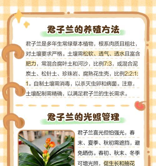 君子兰换盆后如何正确养护？
