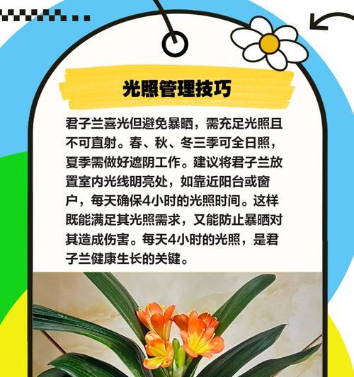 君子兰换盆后如何正确养护？