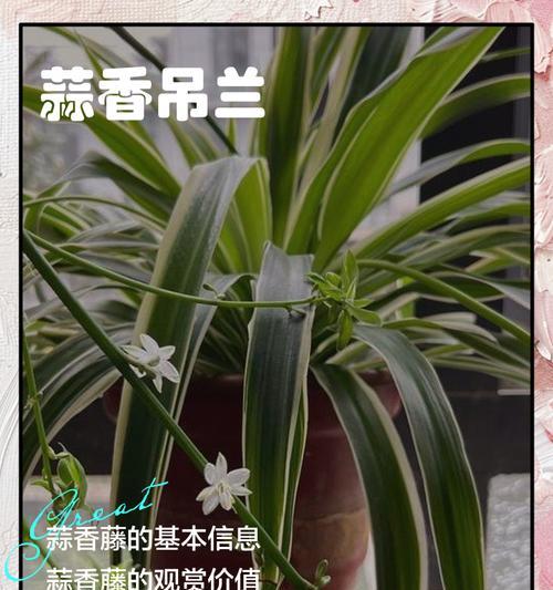 阳台顶藤类植物有哪些花名？