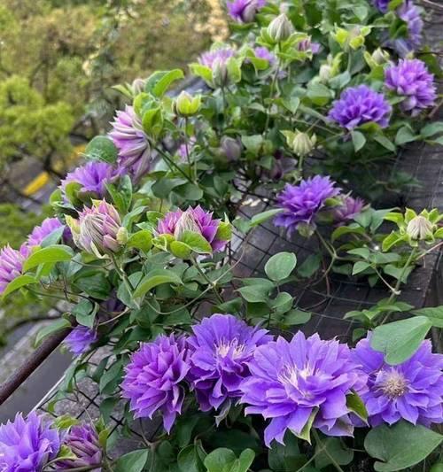 阳台顶藤类植物有哪些花名？