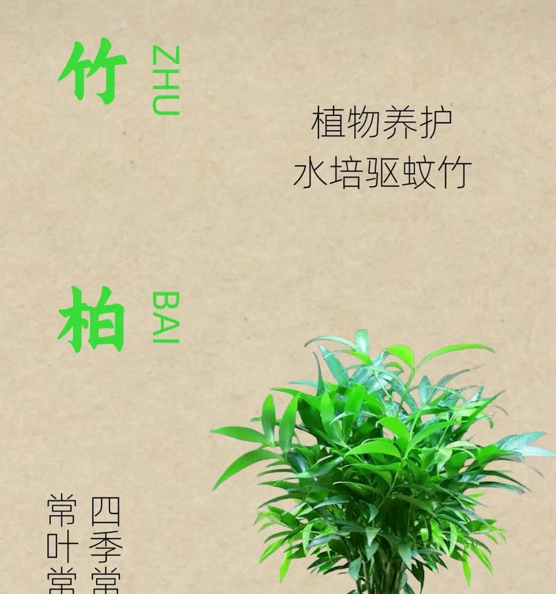 竹柏叶子发黄掉落的原因是什么？如何解决？