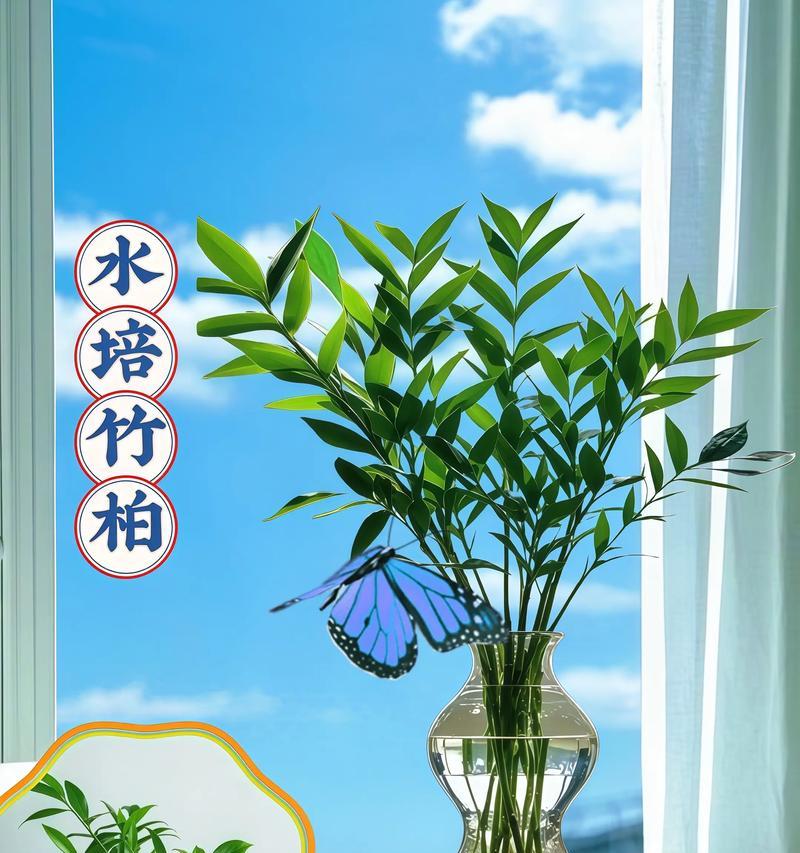 竹柏叶子发黄掉落的原因是什么？如何解决？