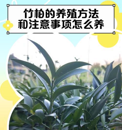 竹柏叶子发黄掉落的原因是什么？如何解决？