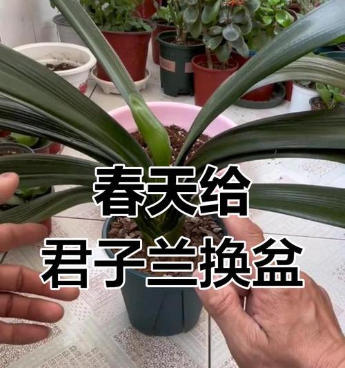 君子兰小颗花盘的养护技巧是什么？