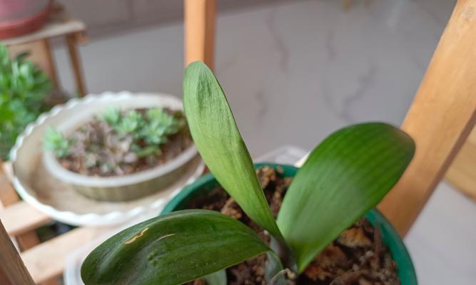 君子兰小颗花盘的养护技巧是什么？