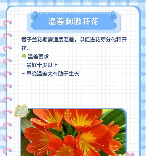 君子兰小颗花盘的养护技巧是什么？