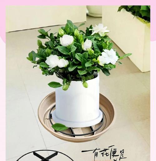 家里养花如何保持良好的通风环境？