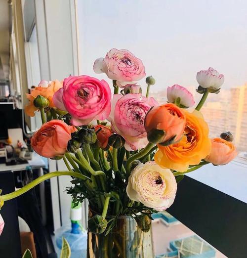 洋牡丹叶子稀少且发黄的原因是什么？如何解决？