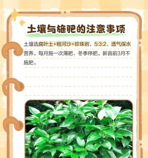 冬天叶子发黄焦边干枯的原因是什么？