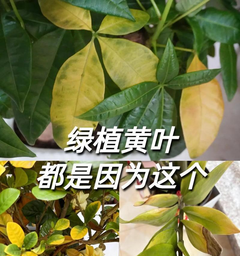 冬天叶子发黄焦边干枯的原因是什么？