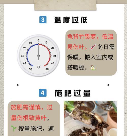 冬天叶子发黄焦边干枯的原因是什么？
