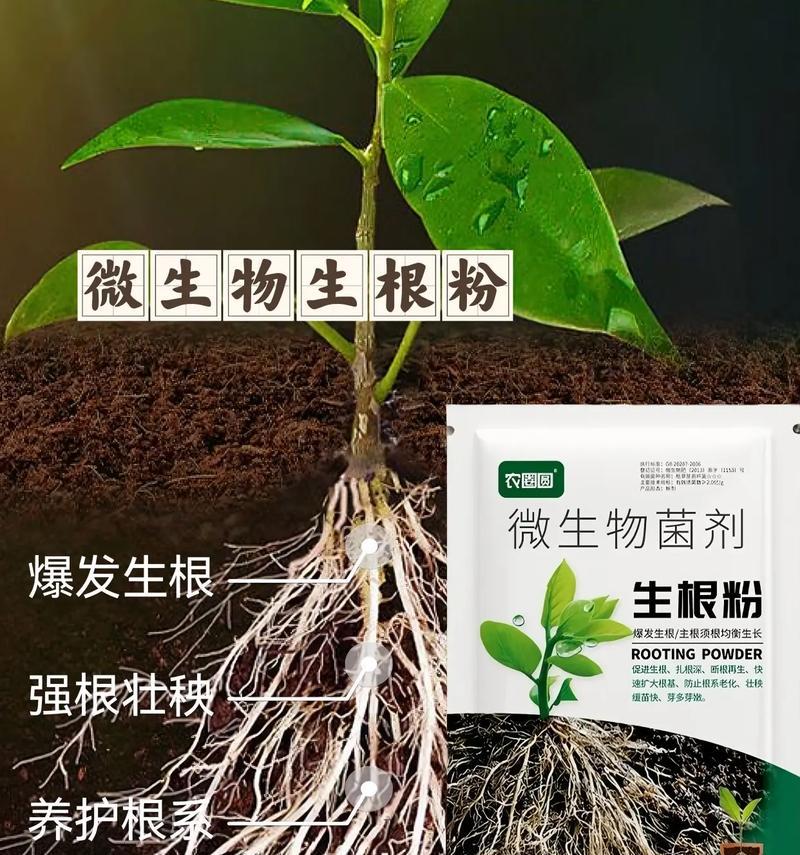 花卉过冬生根繁殖需要多长时间？如何促进其生长？