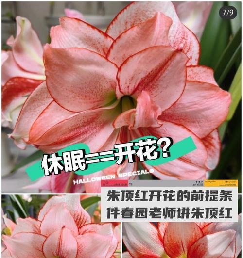 朱顶红地栽开花时间是什么时候？