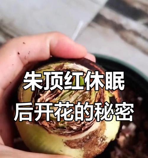 朱顶红地栽开花时间是什么时候？