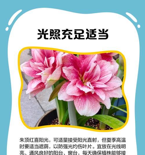 朱顶红地栽开花时间是什么时候？