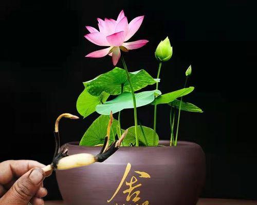 莲藕根茎栽培的关键技术要点是什么？