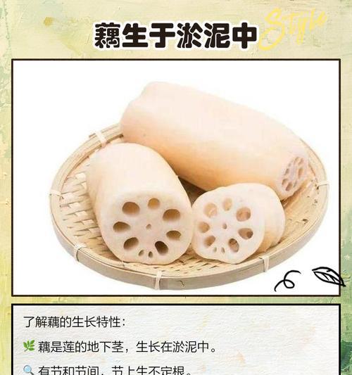 莲藕根茎栽培的关键技术要点是什么？