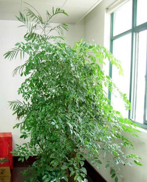 入户门阳台适合养什么花？阳台花卉选择有哪些技巧？