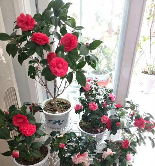 入户门阳台适合养什么花？阳台花卉选择有哪些技巧？