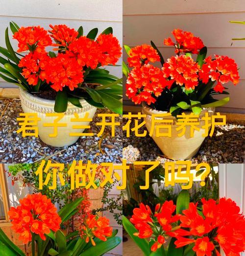 君子兰在窗台上的养护技巧是什么？
